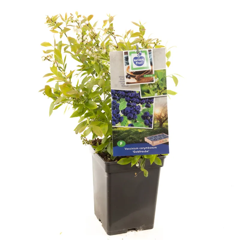 Opruiming - Blauwe bessenstruik vaccinium corymbosum goldtraube