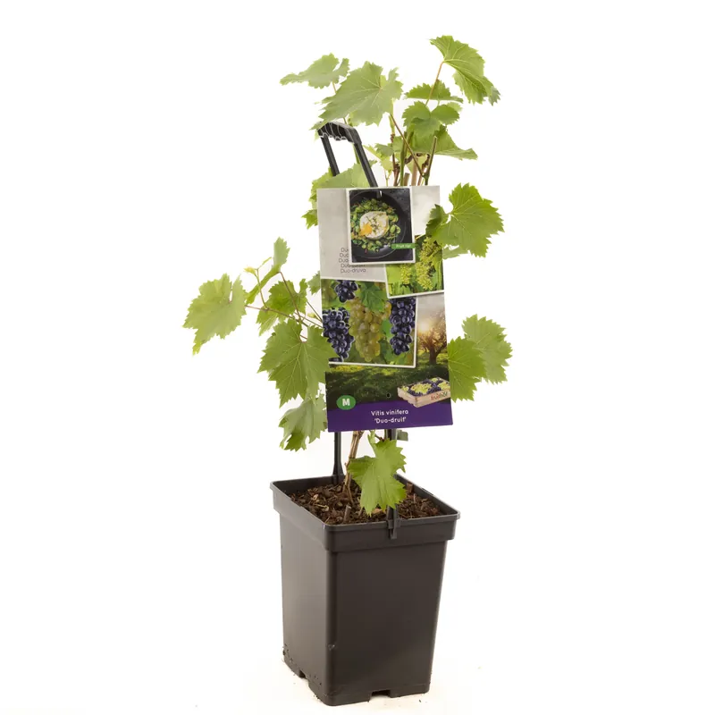Druivenplant vitis vinifera duo-druif - Outlet