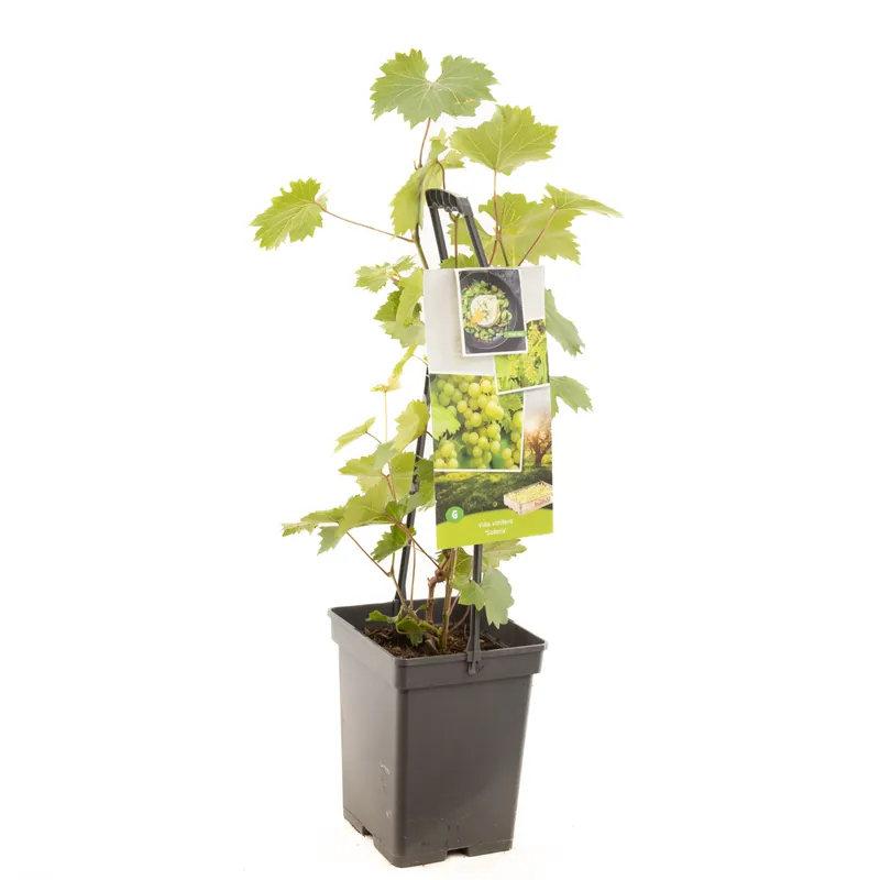 Klantfavoriet - Druivenplant vitis vinifera solaris