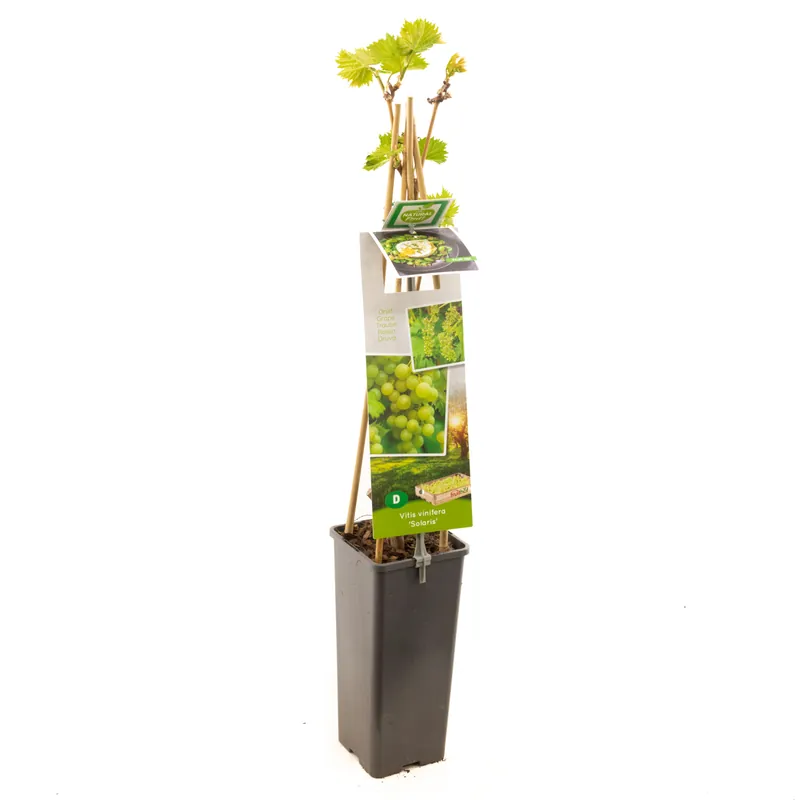 Druivenplant vitis vinifera solaris - Premiumkwaliteit