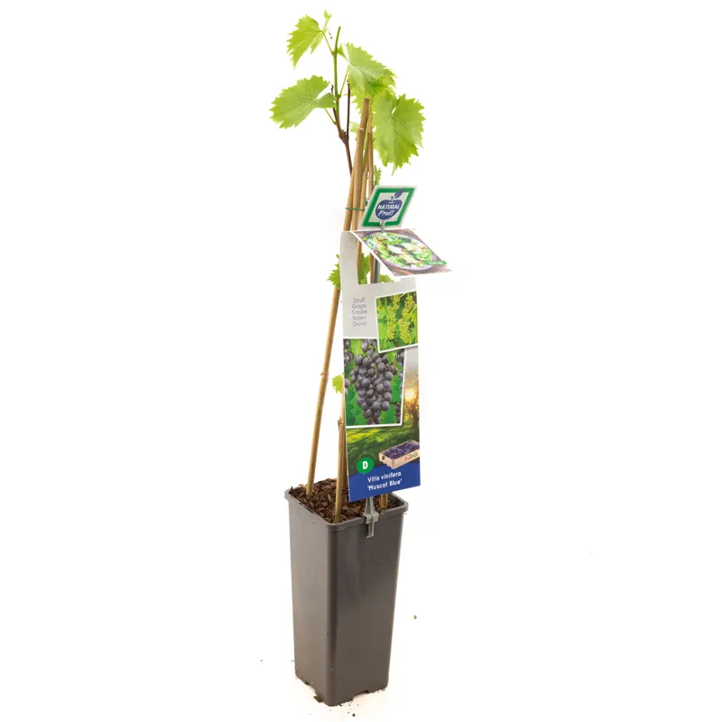 Druivenplant vitis vinifera muscat - Pak je kans