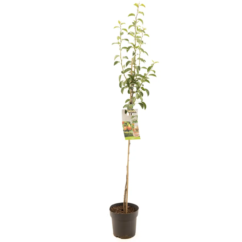 Perenboom pyrus communis williams halfstam | Nieuw