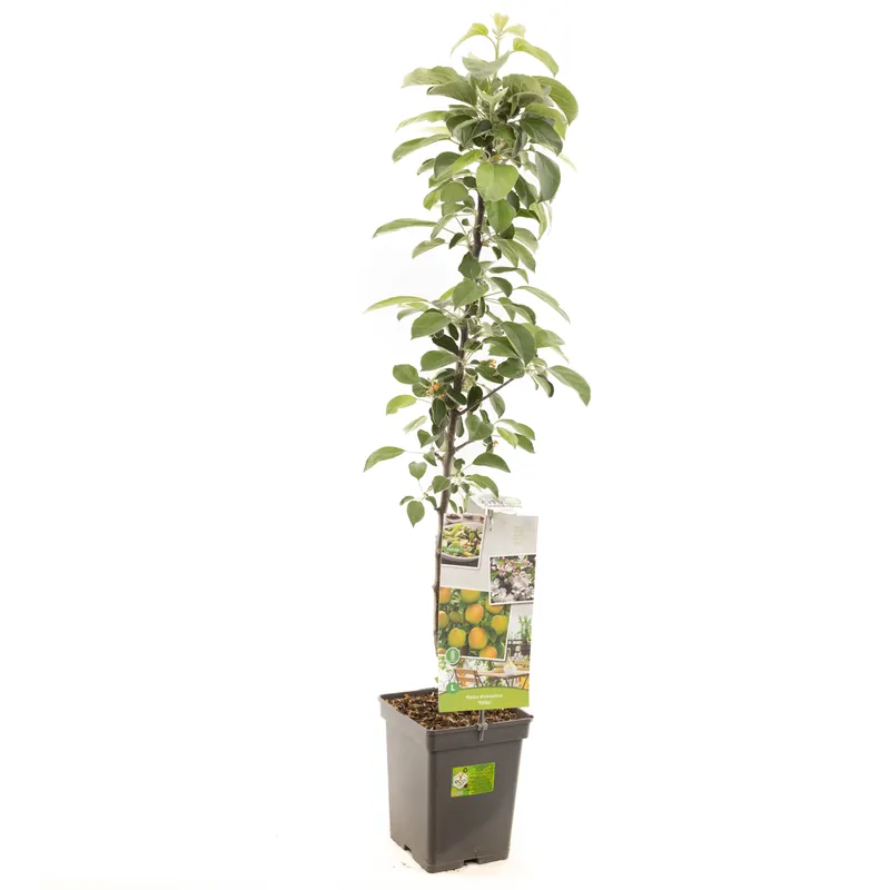 Extra voordeel - Appelboom domestica polka zuilvorm