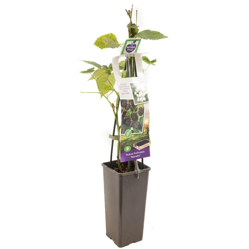 Bramenstruik rubus fruticosus navaho - Bespaar nu