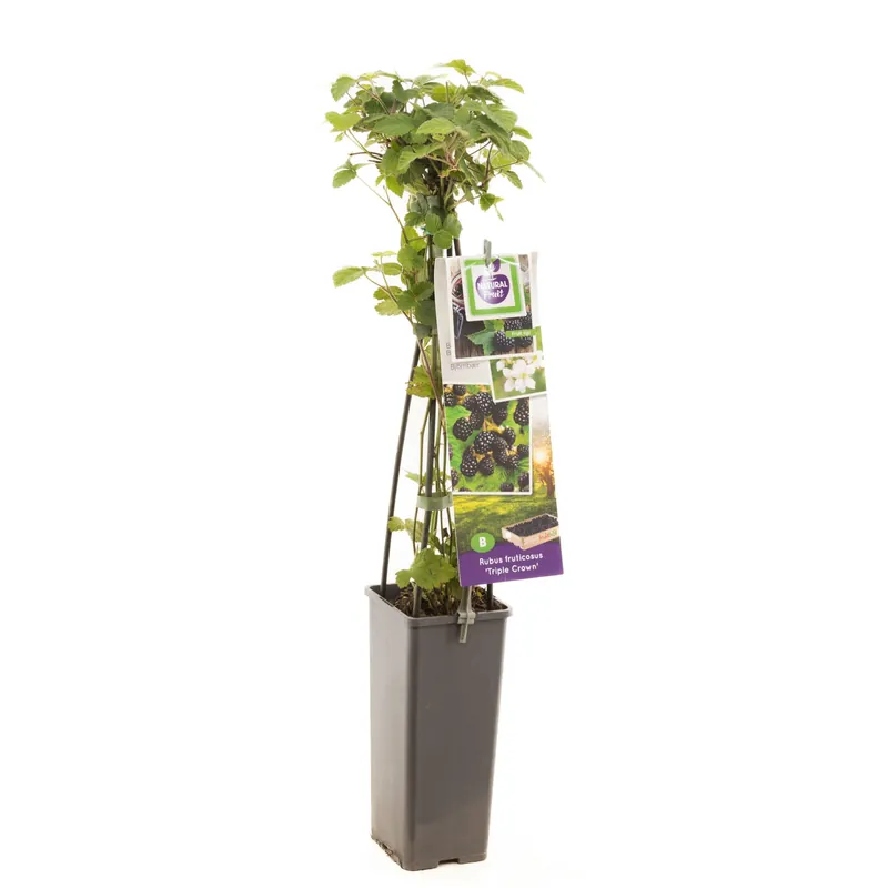 Bramenstruik rubus fruticosus triple crown | Sale