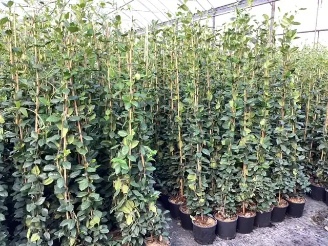 Trachelospermum jasminoides ( Sterjasmijn ) | Tijdelijke actie