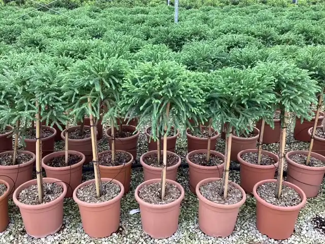 Cryptomeria japonica Globosa Nana ( Japanse Ceder of Sikkelden ) - Spoedlevering