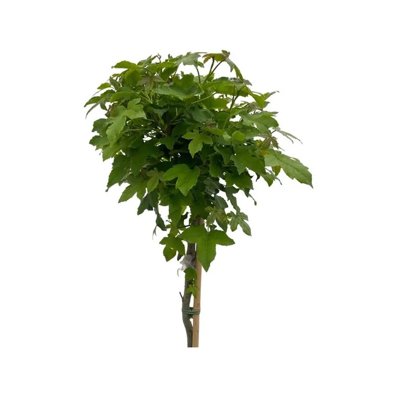 Liquidambar styraciflua Gum Ball mini stam - Klaar voor verzending