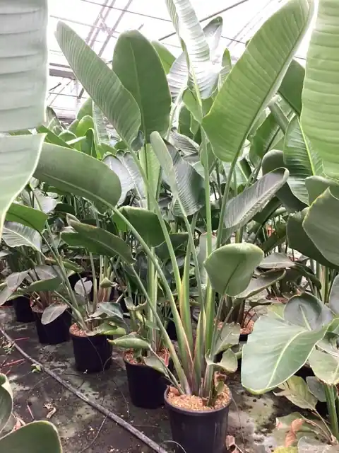 Strelitzia nicolai | Nog maar enkele beschikbaar