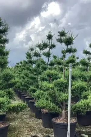 Alleen deze week - Cupressocyparis leylandii Castlewellan Gold bonsai