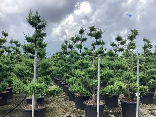 Alleen deze week - Cupressocyparis leylandii Castlewellan Gold bonsai