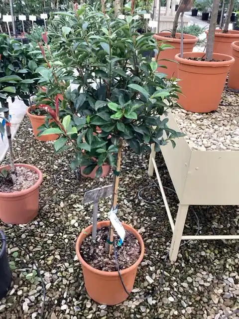 Beste prijs | Photinia x fraseri carré rouge mini stam