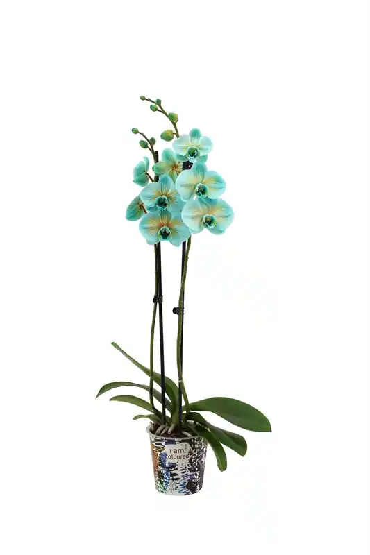Phalaenopsis Bonaire - Nieuw