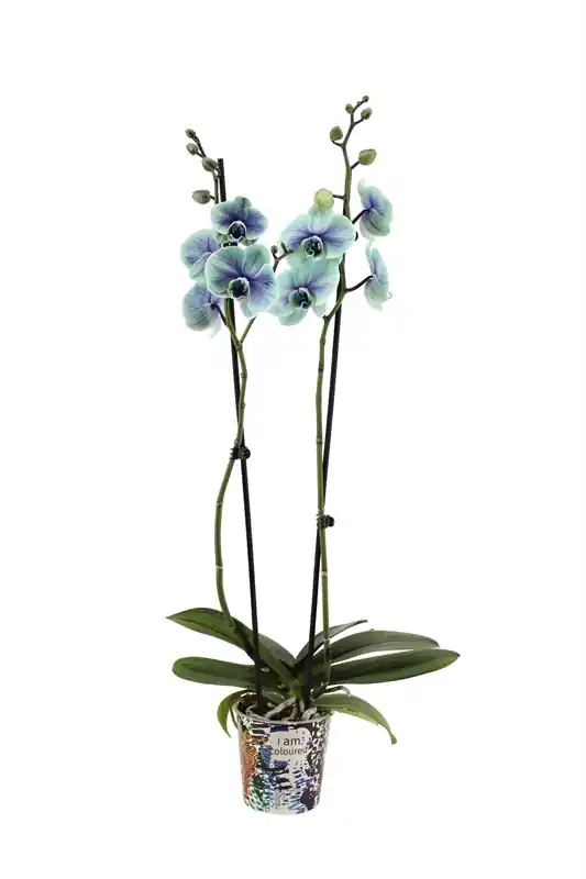 Nieuw gelanceerd | Phalaenopsis northern Lights ( Jacobsladder )