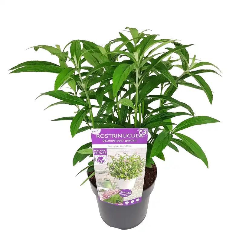 Populair bij klanten - Rostrinucula dependens ( Hangende buddleja -