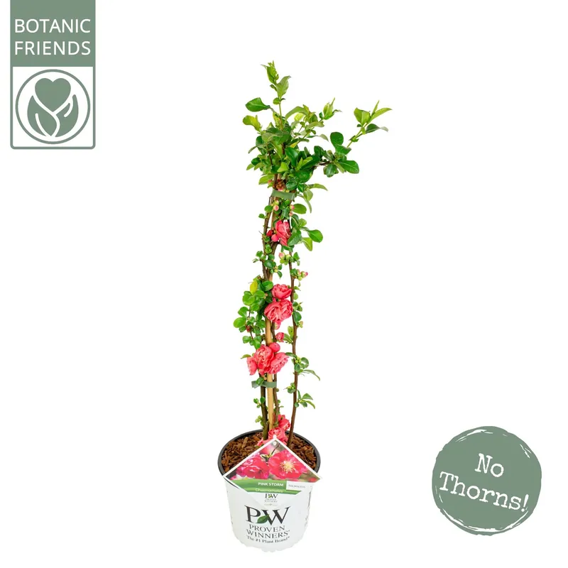 Voordeelprijs | Chaenomeles speciosa Pink Storm ( Dwergkwee )