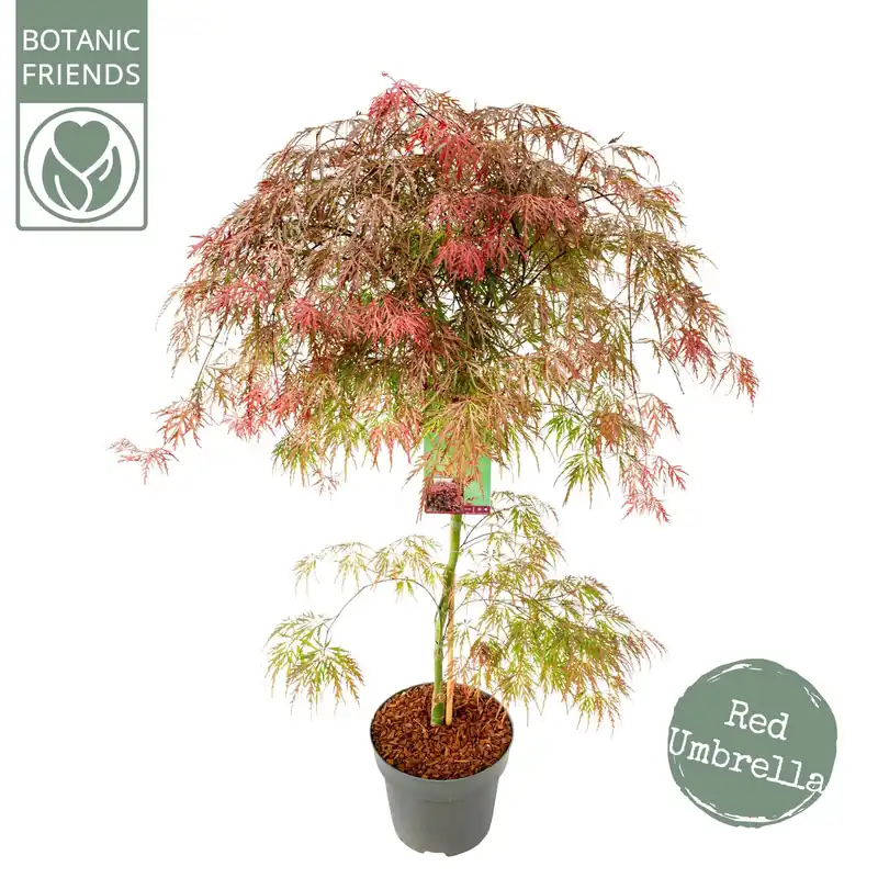 Shop nu - Acer palmatum Garnet ( Japanse esdoorn Garnet )