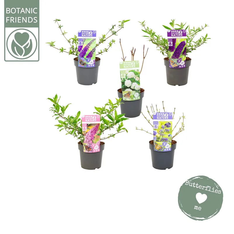 Nature 2 Nature Butterfly mix - Nieuw binnen