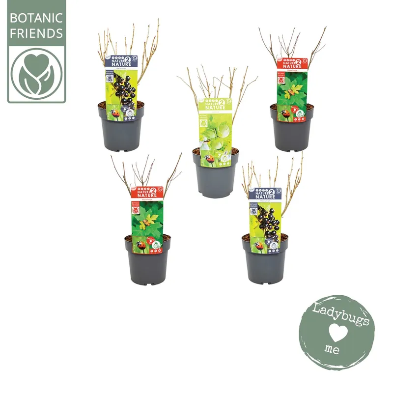 Professionele kwaliteit - Nature 2 Nature Bug mix