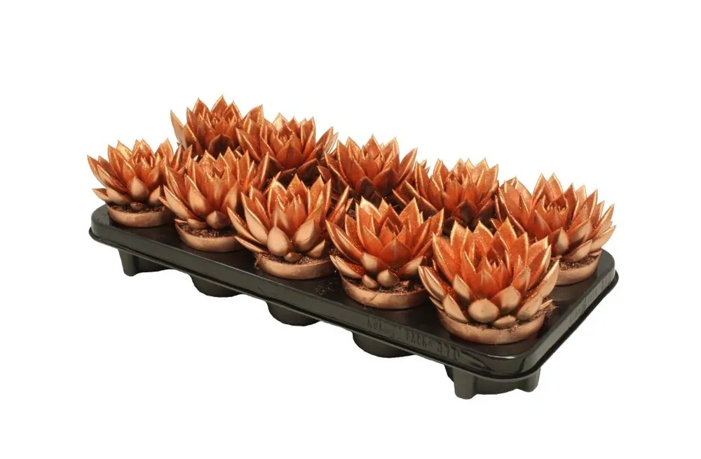 Miranda colo bronze - Veilig betalen