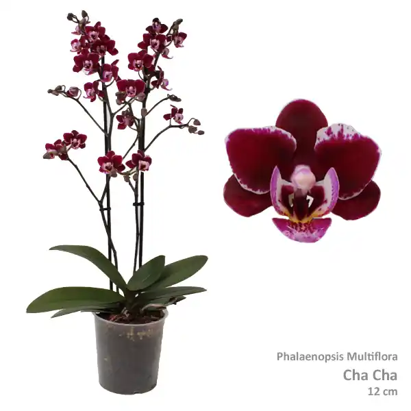 Phalaenopsis cha cha 2 bloemstelen - Bestel vandaag