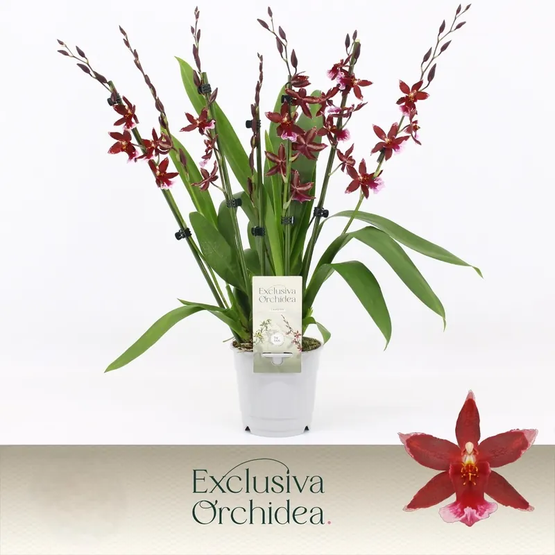 Cambria Barrocco red 7 bloemstelen | Hoge kwaliteit