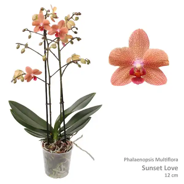 Phalaenopsis sunset Love 2 bloemstelen - Nieuw binnen