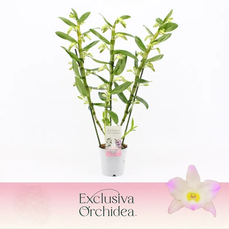 Dendrobium nobile 3bloemstelen - Topdeal