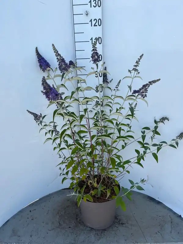 Buddleja davidii Empire Blue ( Vlinderstruik ) - Nog enkele stuks