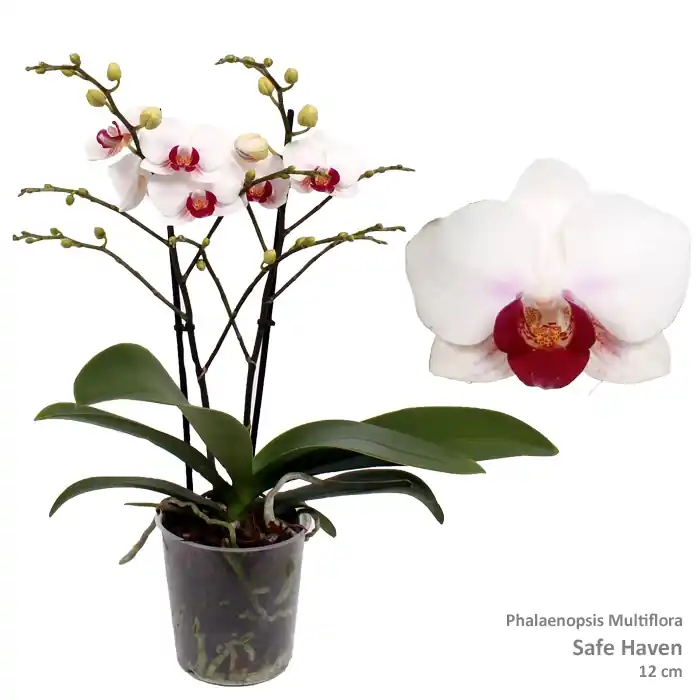 Orchidee Phalaenopsis safe 2 bloemstelen | Trending