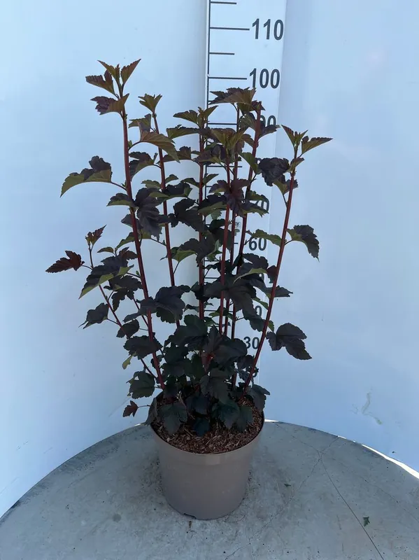 Direct bestellen | Physocarpus opulifolius Diabolo ( Blaasspirea )