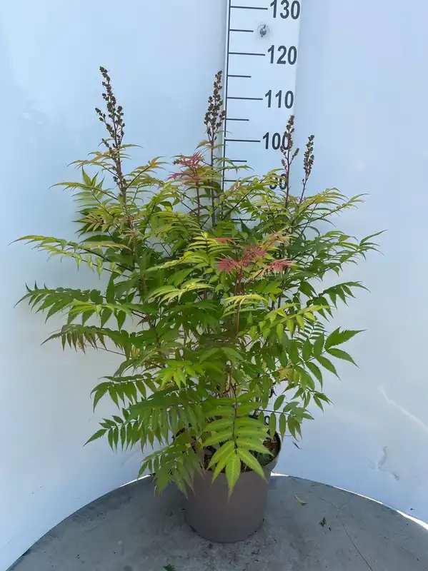Sorbaria sorbif Sem ( Lijsterbes spirea ) | Net binnen
