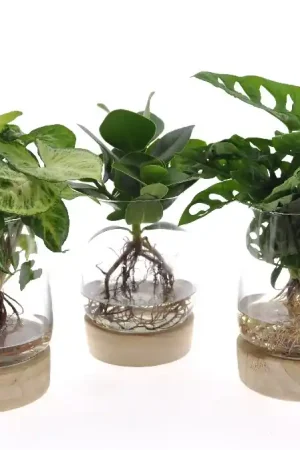 Zeer goed beoordeeld | Mix groen glas + led