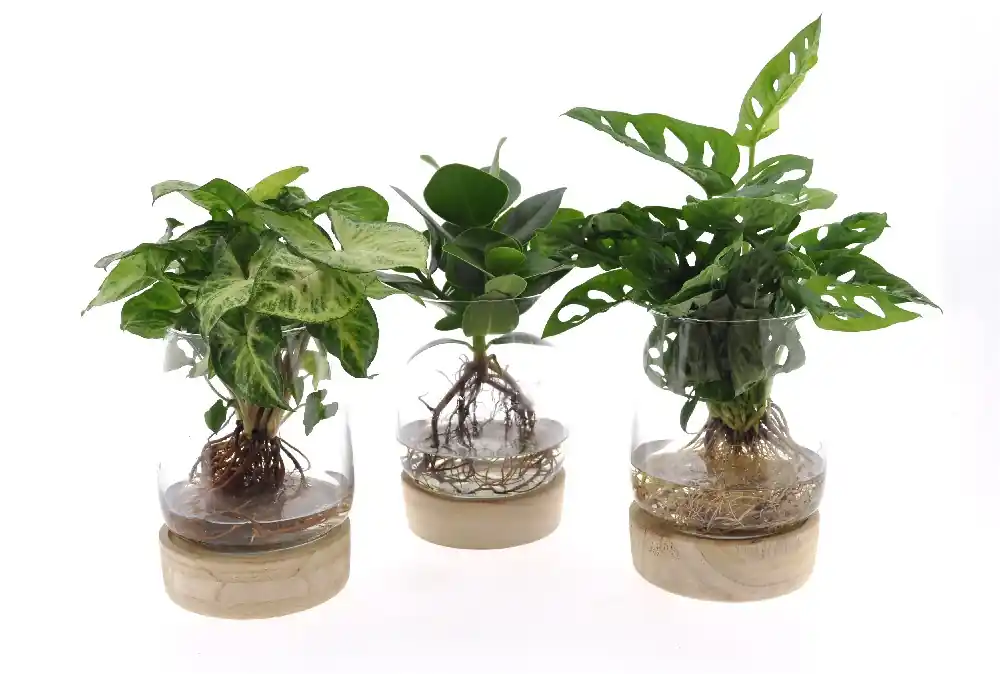 Zeer goed beoordeeld | Mix groen glas + led