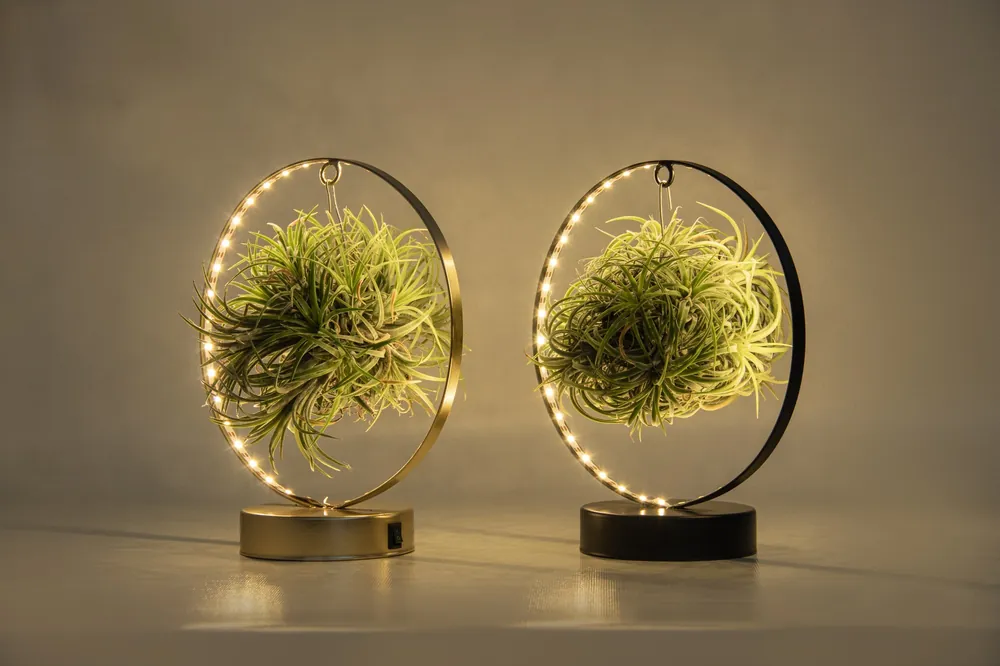 Gratis retourneren | Tillandsia led edition