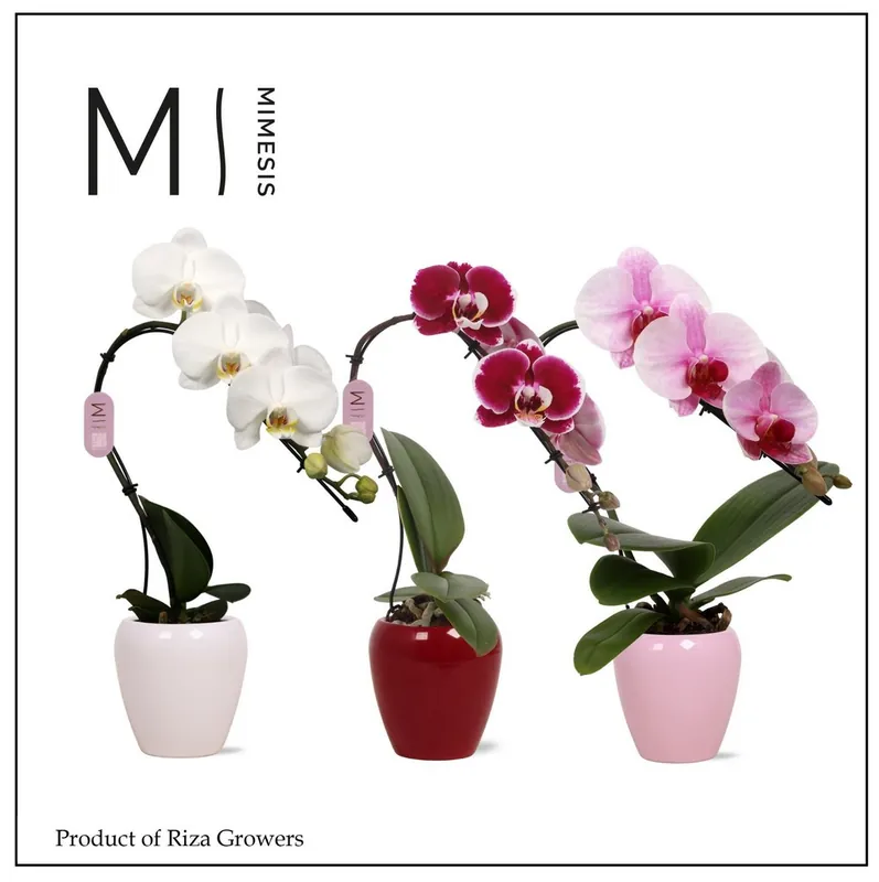 Orchidee Phalaenopsis Swan ceramic mix - Nieuwe release