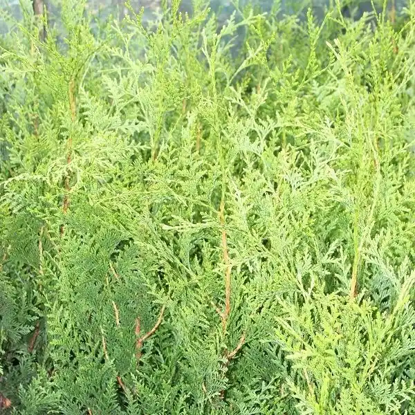 Thuja plicata Atrovirens ( Reuzenlevensboom ) - Shop nu
