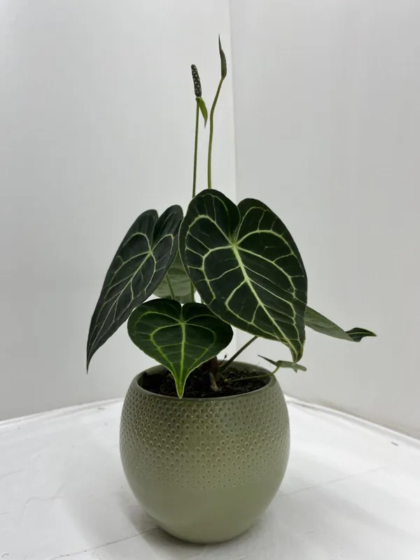 Anthurium clarinervium ( Aderplant ) - Nieuw in het assortiment