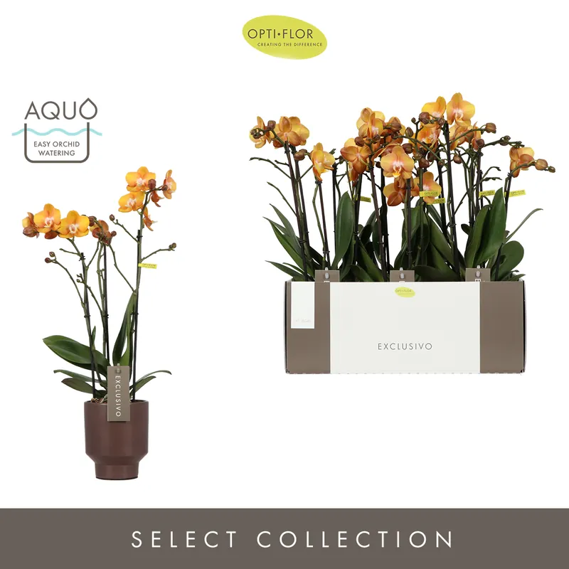 Alleen vandaag - Orchidee Phalaenopsis emilia bruin 3 takken