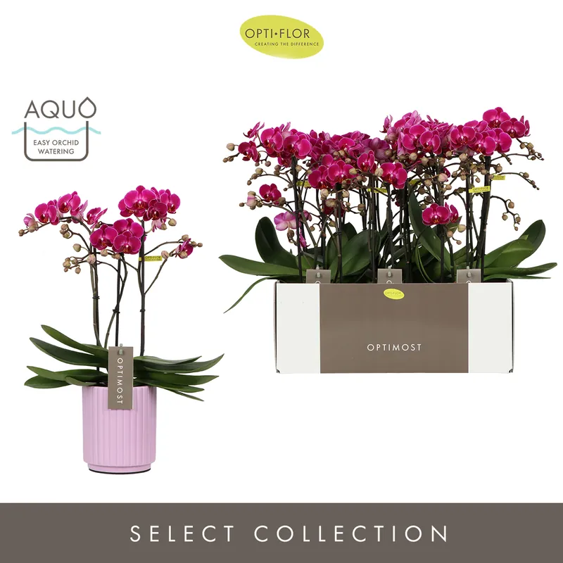 Orchidee Phalaenopsis molise lilac 3 takken | Klantfavoriet