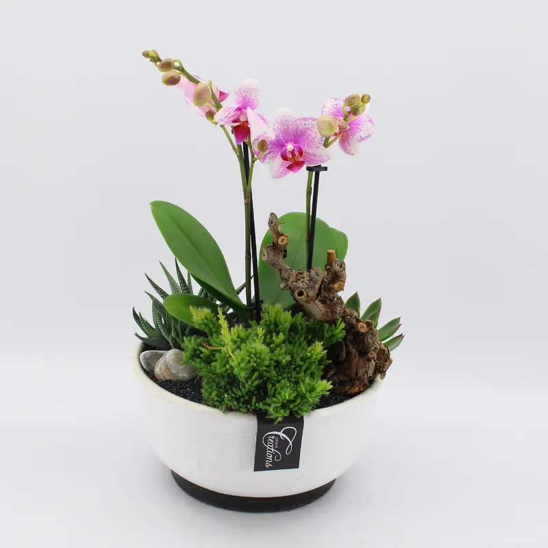 Hoge kwaliteit | Phalaenopsis arrangement roze in schaal ( Orchidee )