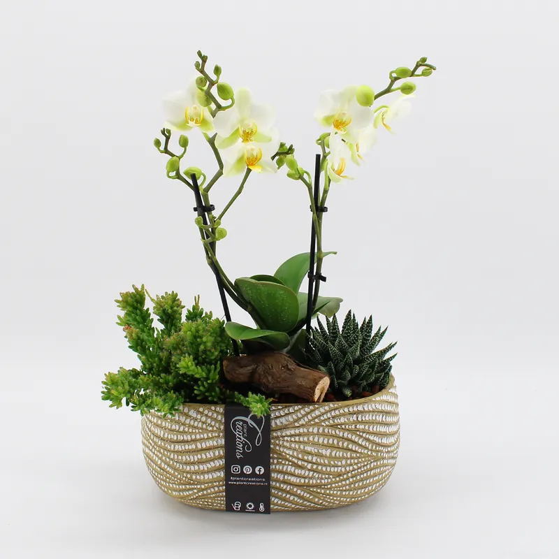 Veel gekozen | Phalaenopsis arrangement in pot bruin ( Orchidee )