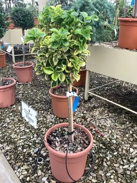 Nieuwe release - Euonymus japonicus Aureus mini stam