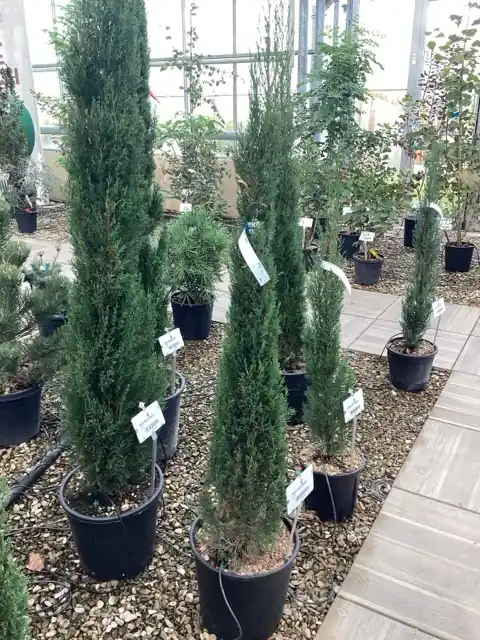 Net binnen | Cuprocyparis leylandii Pyramidalis