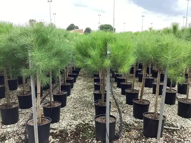 Pinus pinea ( Parasolden ) half stam - Eenvoudig retourneren