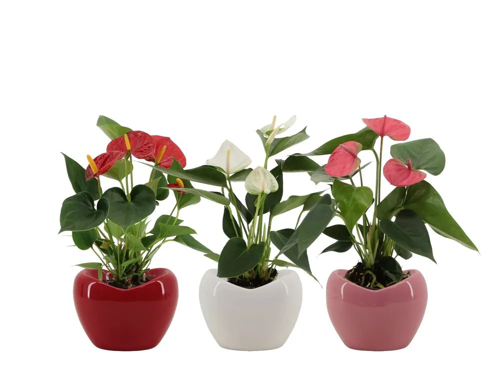 Anthurium in sierpot - Erg populair