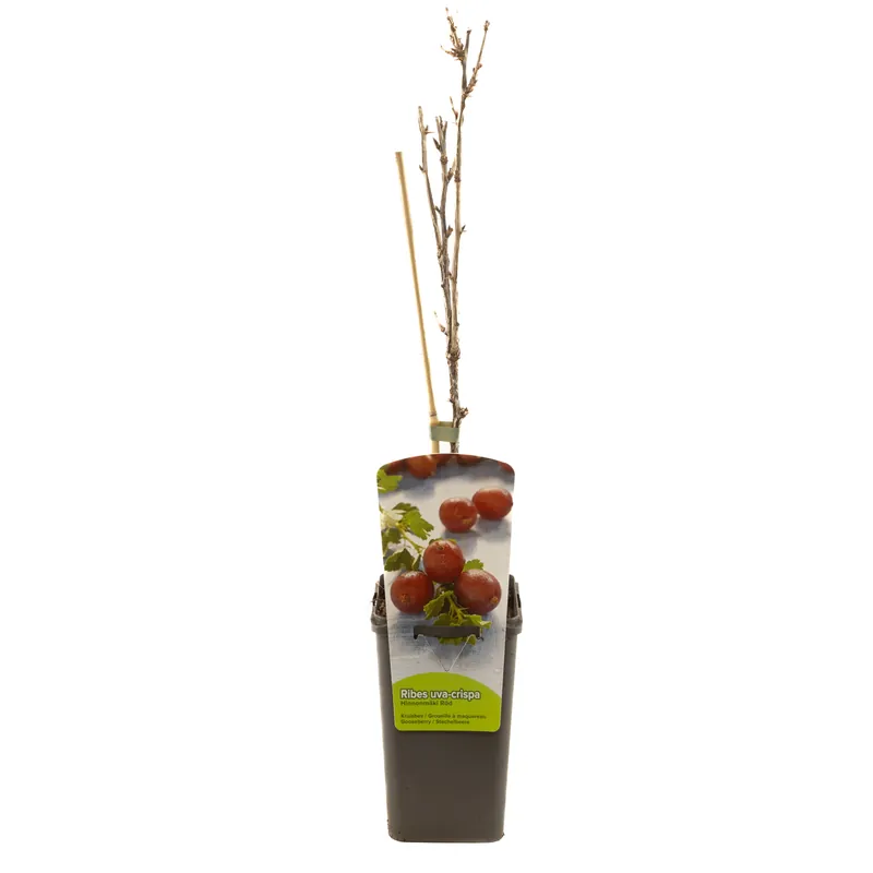 Veel gevraagd - Ribes uva-cr. hinnonmäki röd