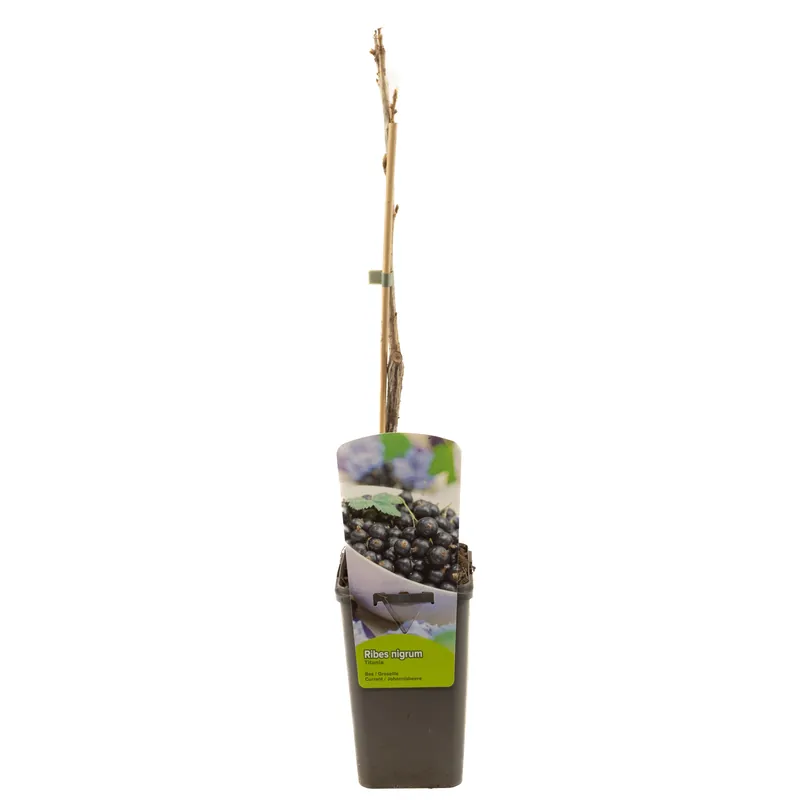 Ribes nigrum titania | Koopje