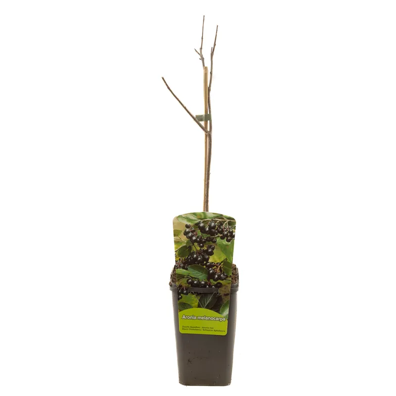 Aronia melanocarpa appelbes - Dagdeal