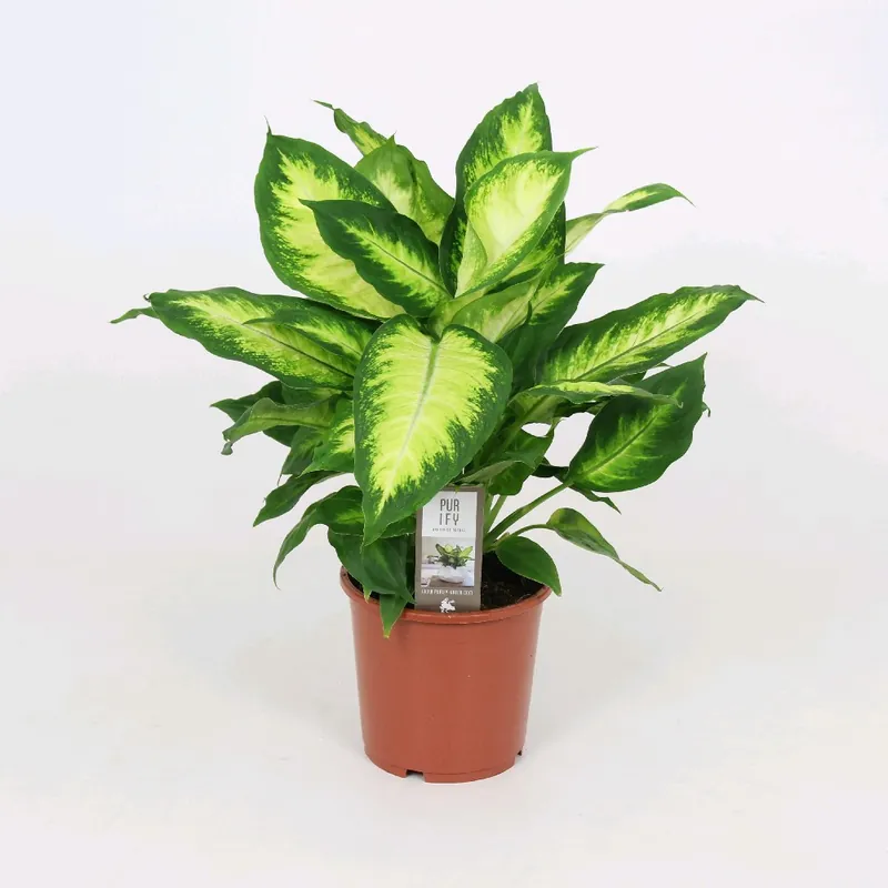Dief van Bagdad Camilla | Sale